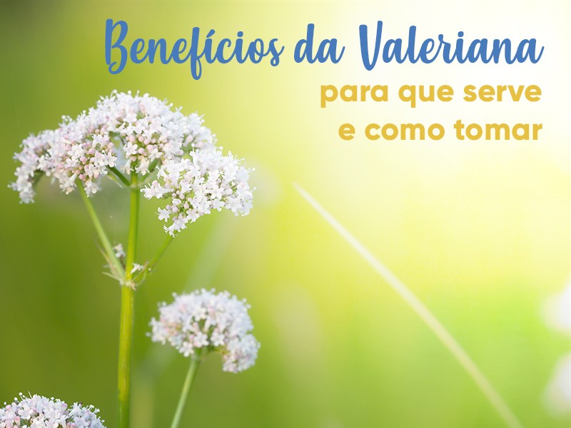 Benefcios da Valeriana: para que serve, como tomar e efeitos colaterais